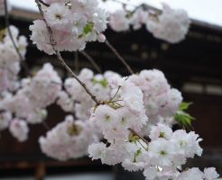 ＜上京の名桜～国宝の千本釈迦堂本堂前に咲く普賢象桜＞（著者撮影）