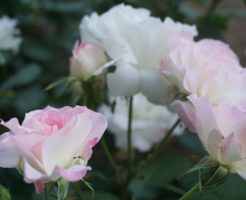 ＜薔薇の季節です（撮影地：中之島）＞